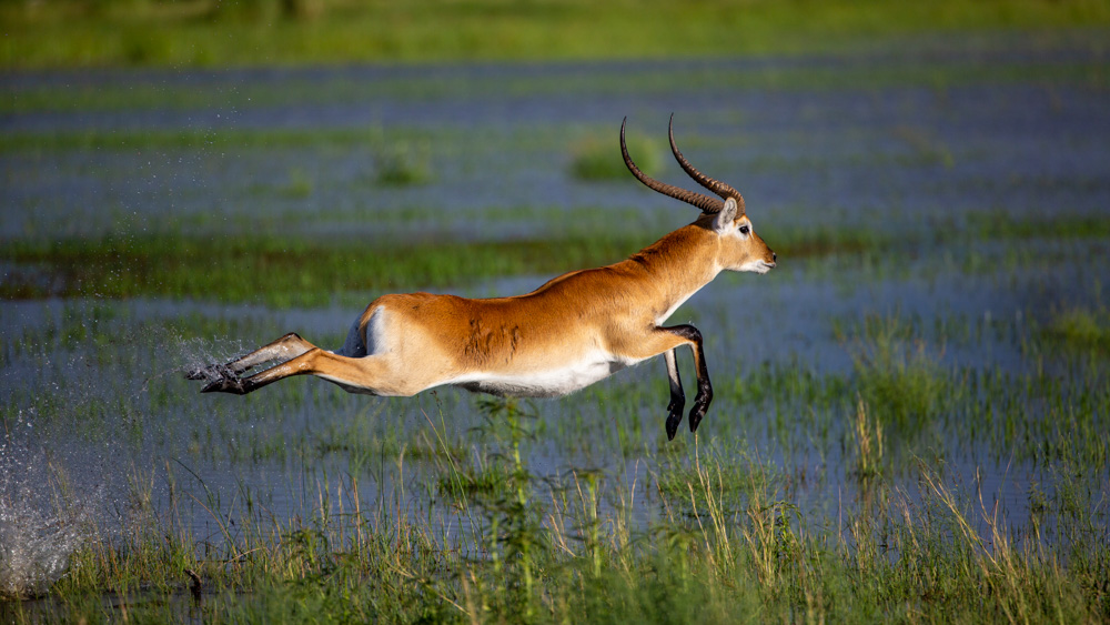 Gazelle in Botswana dancing over the Okavango Delta waters. 