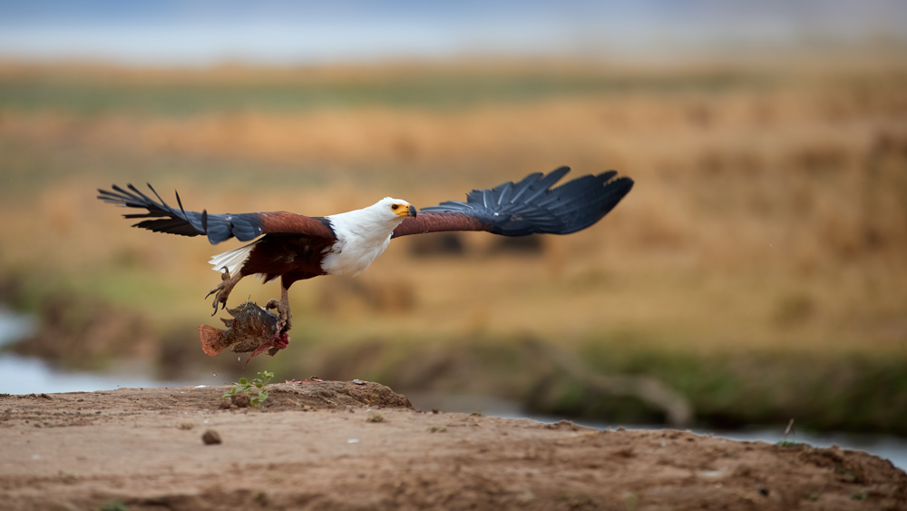 African Fish eagle