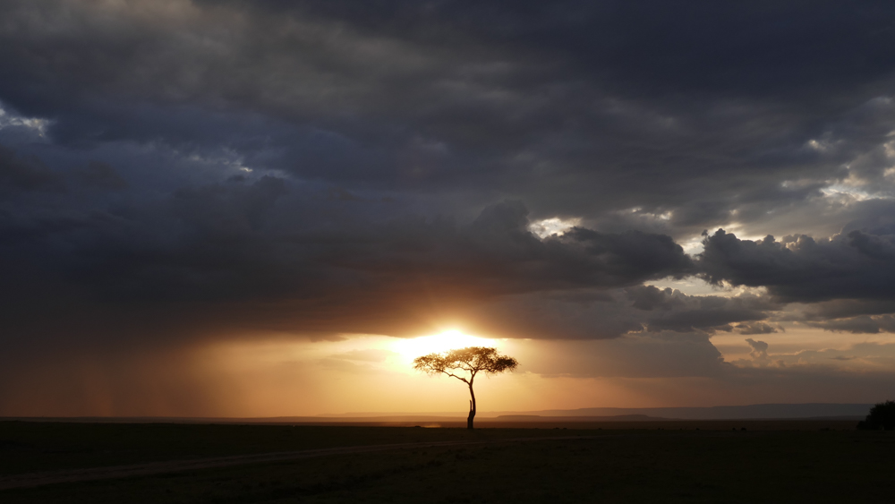 Acacia tree under heavy clouds.