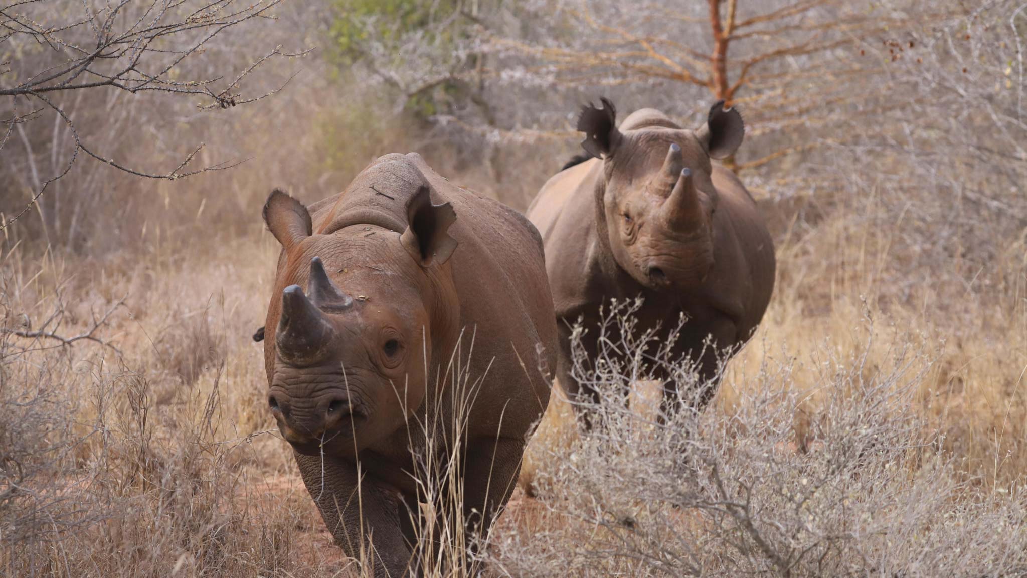 Mkomazi Rhino-3