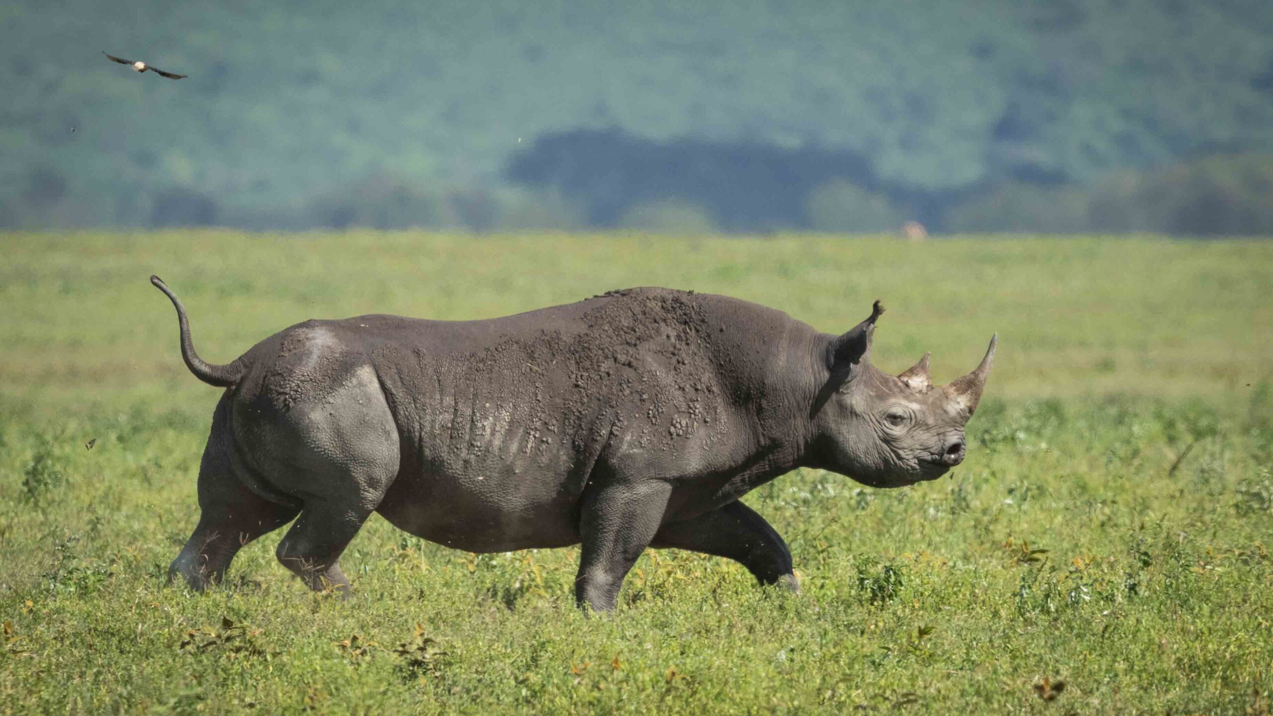 One adult black rhino walking through Ngorongoro Crater plains in Tanzania