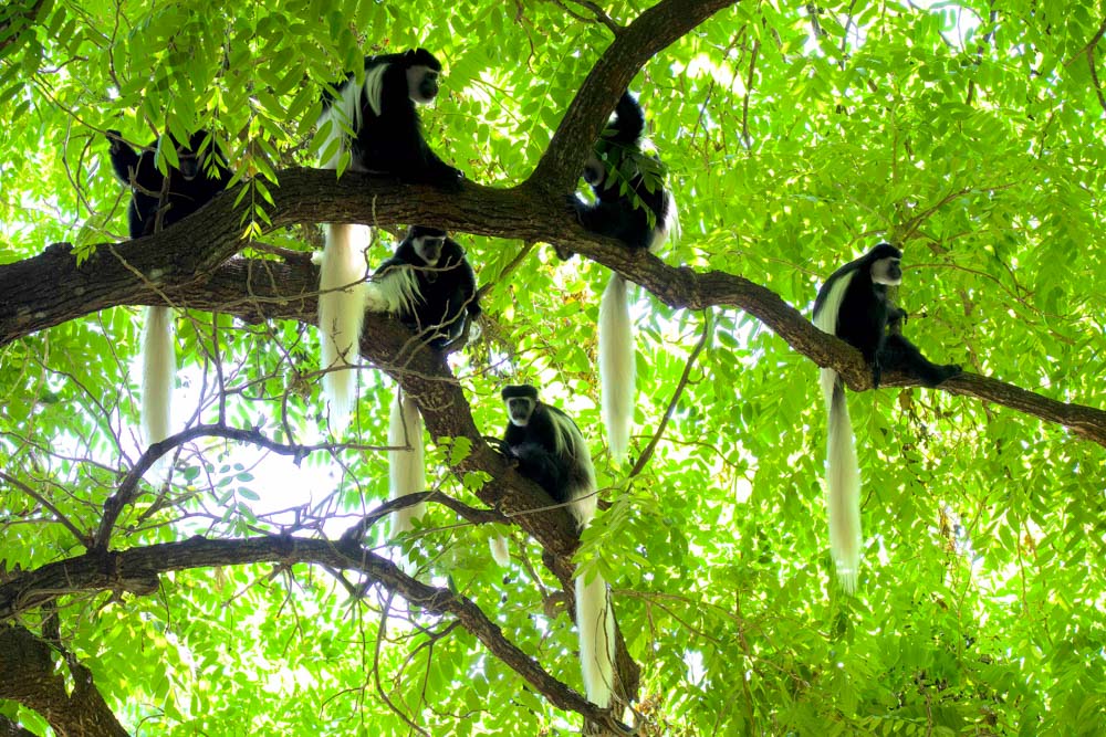 A troop of colobus monkeys sitting in a tree in East Africa – Safari FAQ's by Safari-Safari